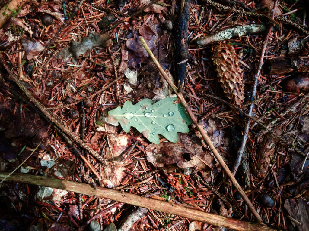 Une promenade en forêt dans la Montagne Noire à la recherche de champignons. photo macro nature