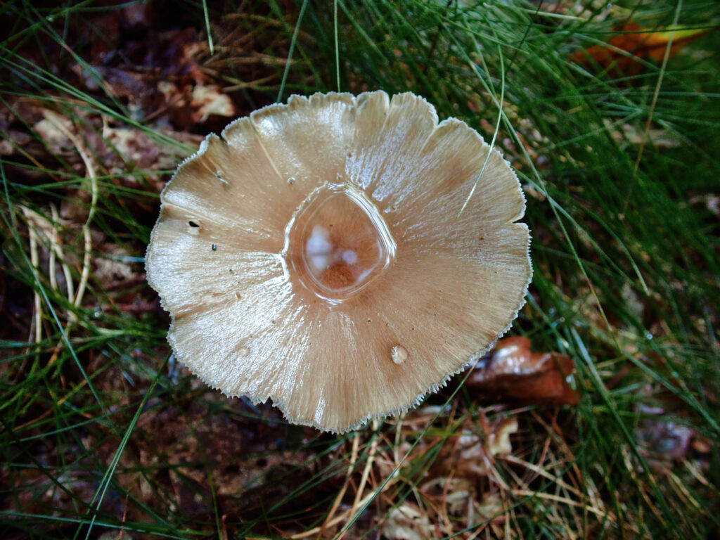 Une promenade en forêt dans la Montagne Noire à la recherche de champignons. photo macro nature