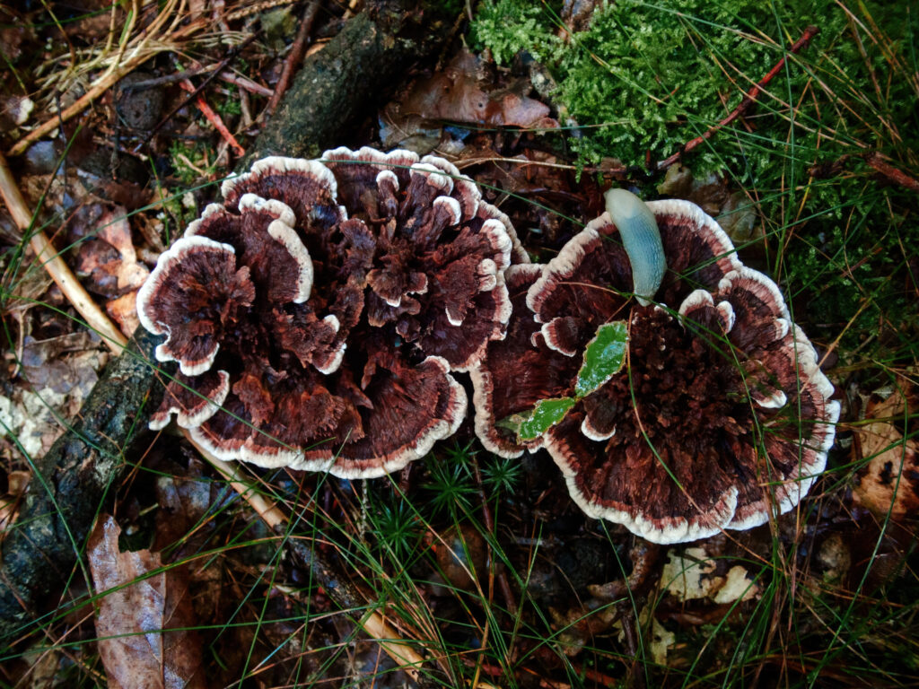 Une promenade en forêt dans la Montagne Noire à la recherche de champignons. photo macro nature