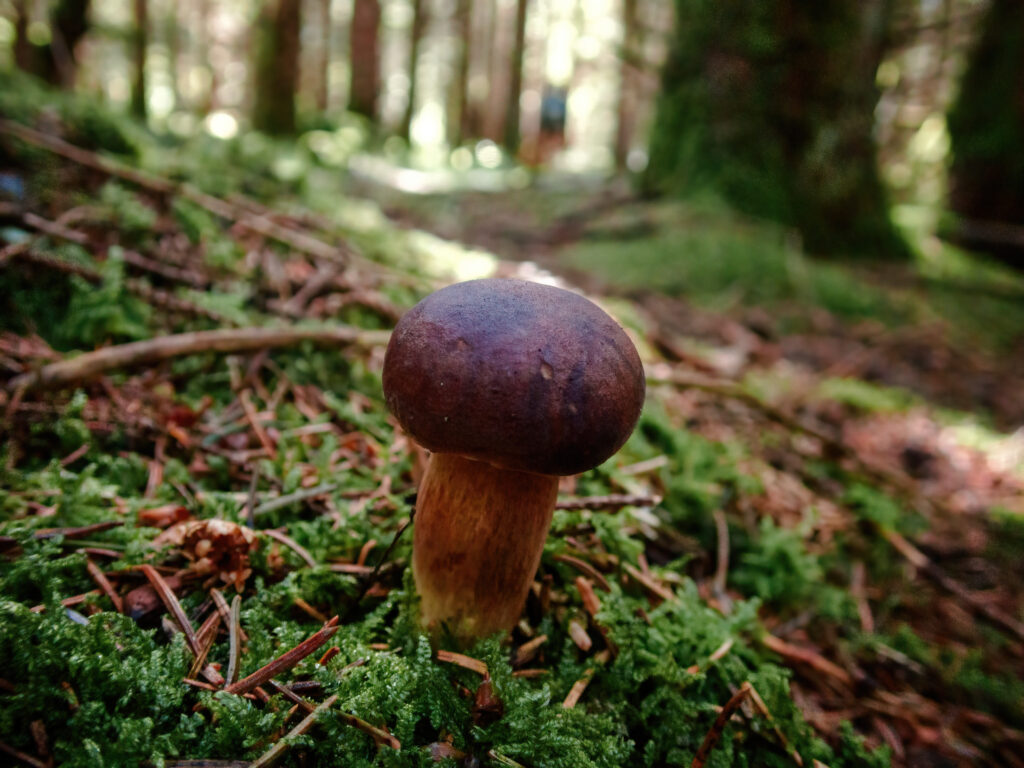 Une promenade en forêt dans la Montagne Noire à la recherche de champignons. photo macro nature