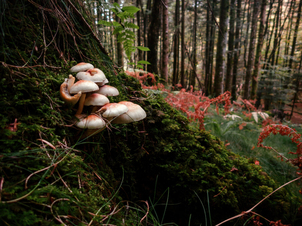 Une promenade en forêt dans la Montagne Noire à la recherche de champignons. photo macro nature