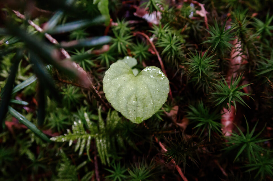 Une promenade en forêt dans la Montagne Noire à la recherche de champignons. photo macro nature