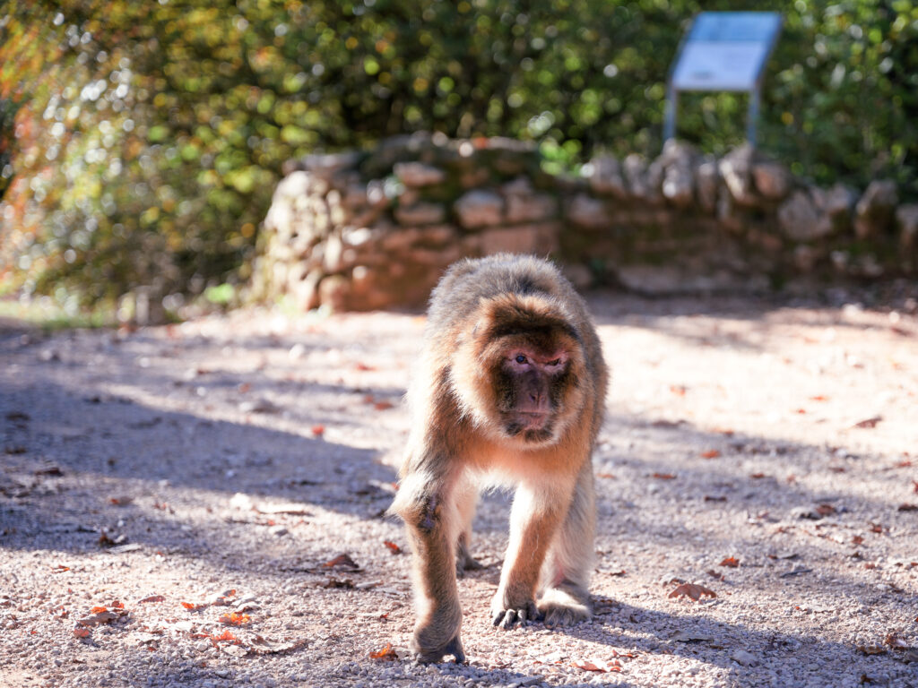 photo paysage Rocamadour. Visite de la forêt des Singes à Rocamadour. Macaque