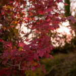 photo au bord du canal du midi carcassonne, shooting photo aux couleurs d'automne