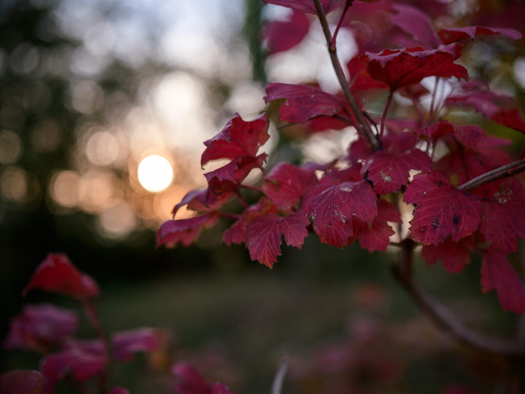 photo au bord du canal du midi carcassonne, shooting photo aux couleurs d'automne